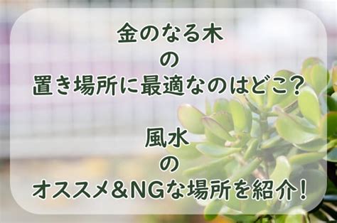 成金草 風水|かねのなる木の置き場所に最適なのは？風水のオススメな場所。